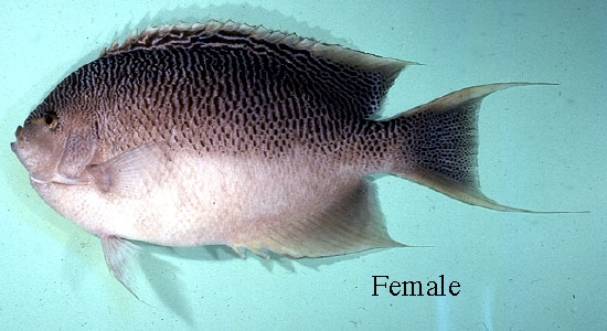  Genicanthus takeuchii (Spotted Angelfish, Takeuchi's Angelfish)